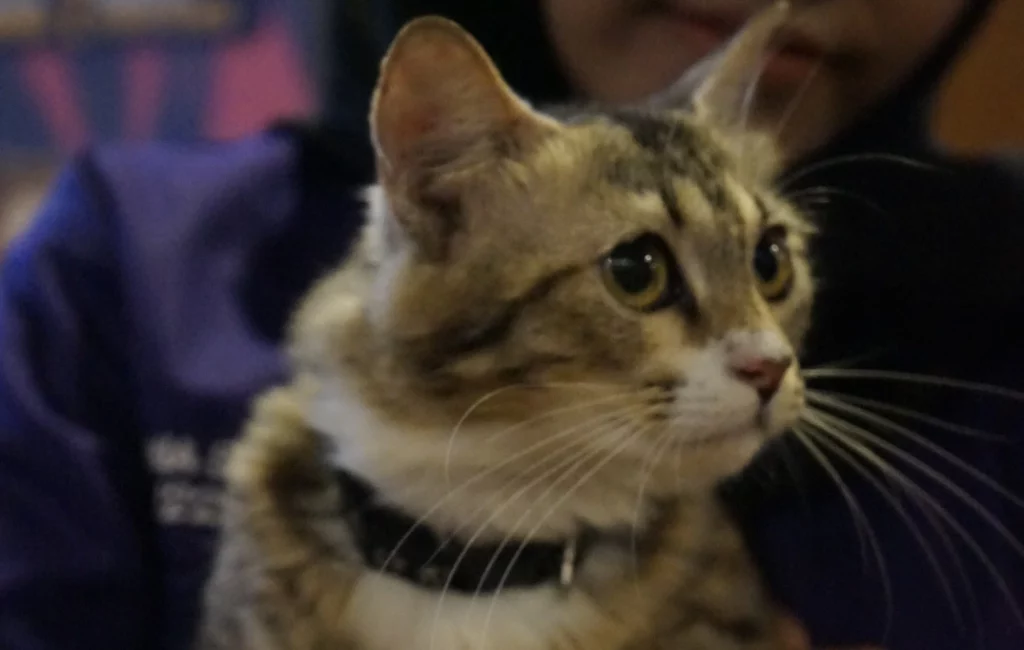 Pecinta Kucing Masuk Paravet