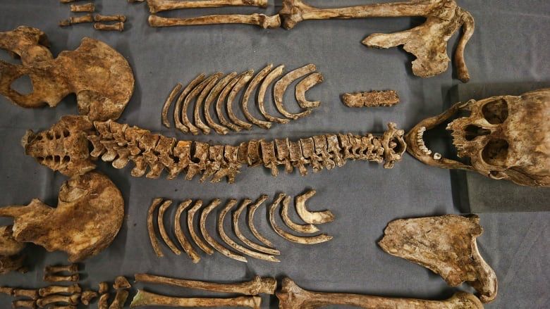 How Do Scientists Know How Old Ancient Bones Are?