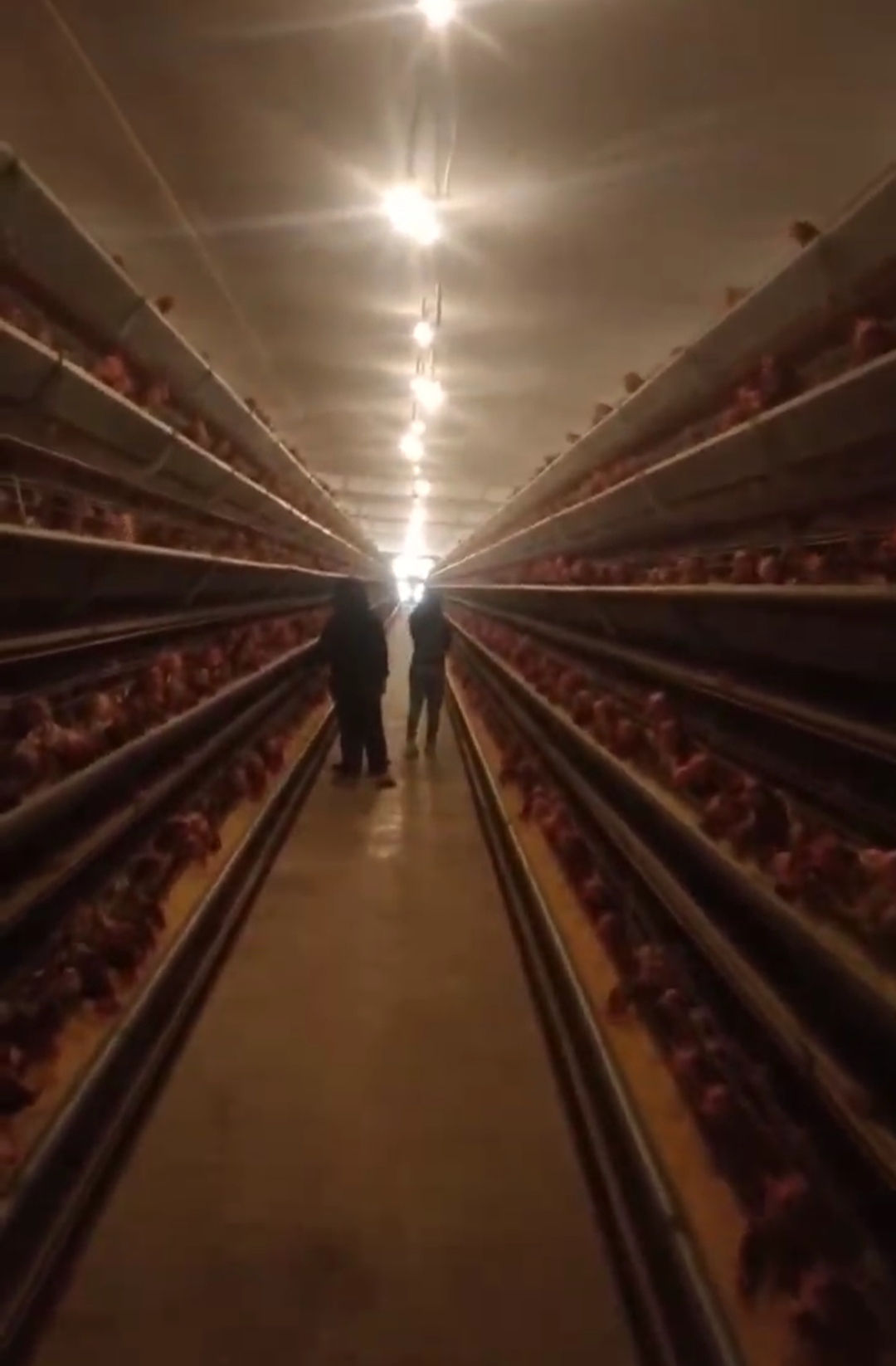Peternakan Ayam Broiler dengan Sistem kandang Closed House: Pengalaman Peternakan CV Cahaya Gemilang Farm