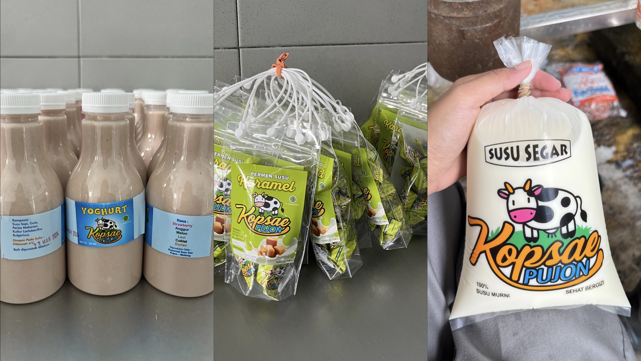 Pengalaman Magang: Mengolah Susu Sapi Segar Menjadi Produk Makanan di Koperasi Susu SAE Pujon