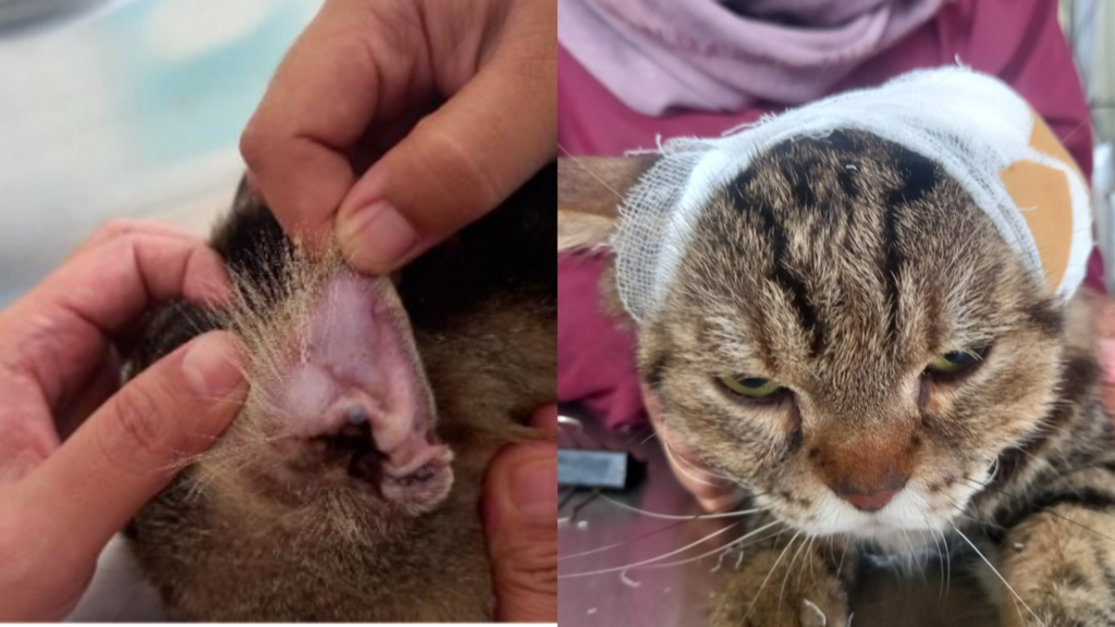 Penanganan Kasus Othematoma yang Disebabkan Otodectes cynotis Pada Kucing di Klinik Grand Vet Care Sidoarjo_Dokumen Istimewa
