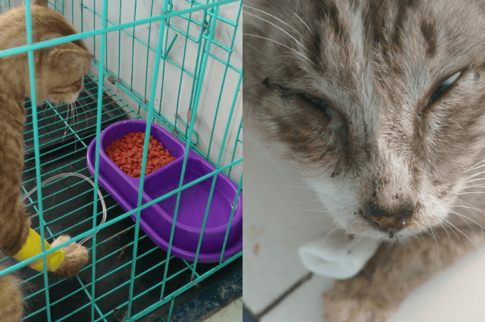 Gejala Flu Kucing/dokumen istimewa