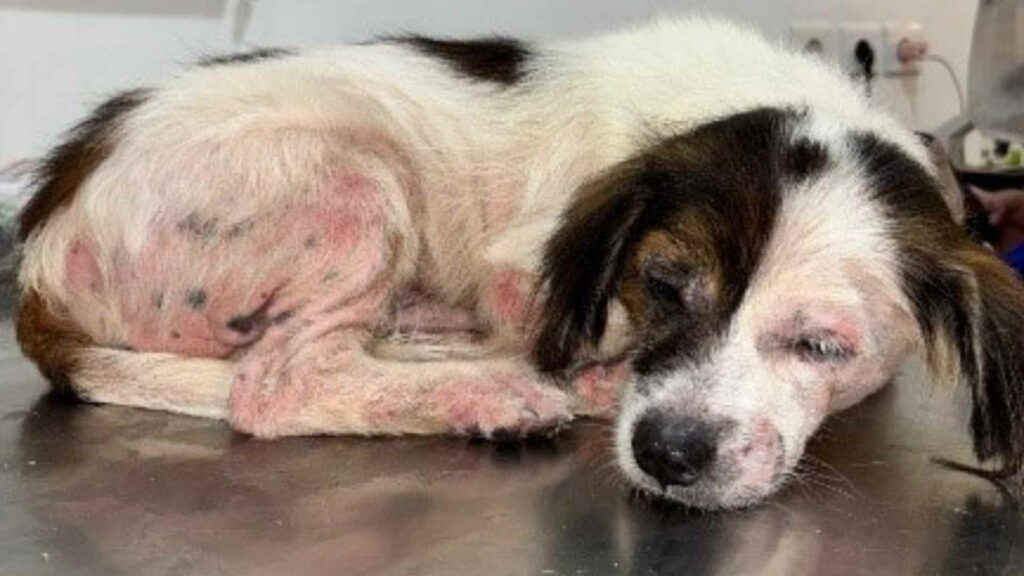 LUTD dan Dermatitis pada Anjing_Dokumen Istimewa