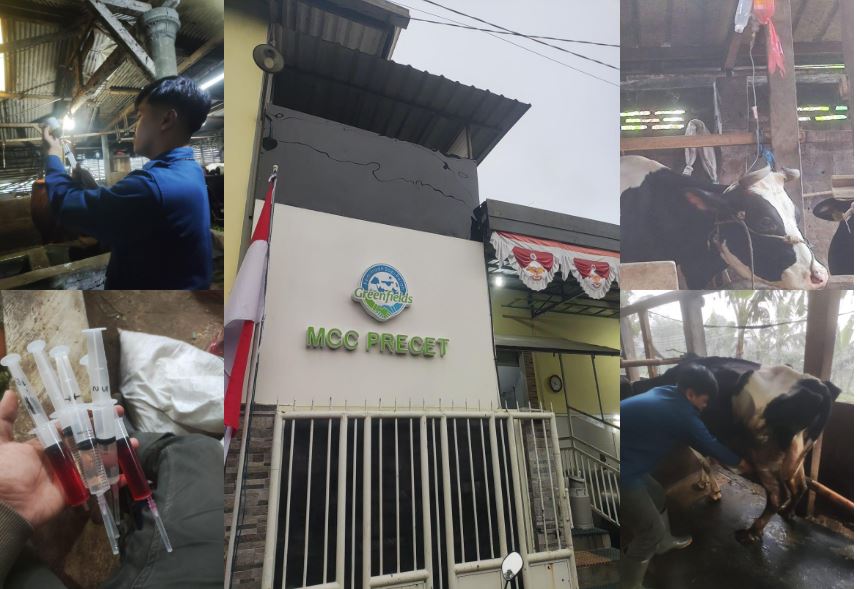 PERAN MAHASISWA PARAMEDIK VETERINER DALAM PENANGANAN MILK FEVER PADA SAPI PERAH DI KEMITRAAN SAPI PERAH GREENFIELDS MALANG