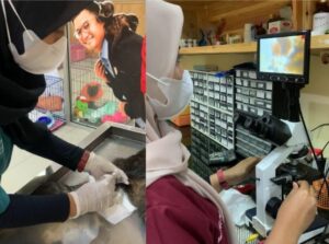 Penerapan Keterampilan Mahasiswa Paramedik Veteriner melalui Magang Mandiri di Radhiyan Pet and Care Surabaya
