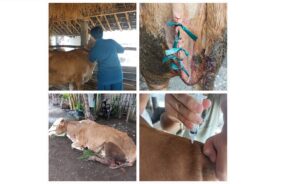 Peran Mahasiswa D-III Paramedik Veteriner Pada Penanganan Lipoma pada Sapi Melalui Operasi Minor Studi Kasus di Desa Cermee