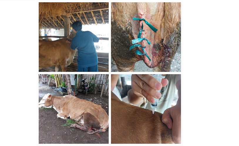 Peran Mahasiswa D-III Paramedik Veteriner Pada Penanganan Lipoma pada Sapi Melalui Operasi Minor Studi Kasus di Desa Cermee