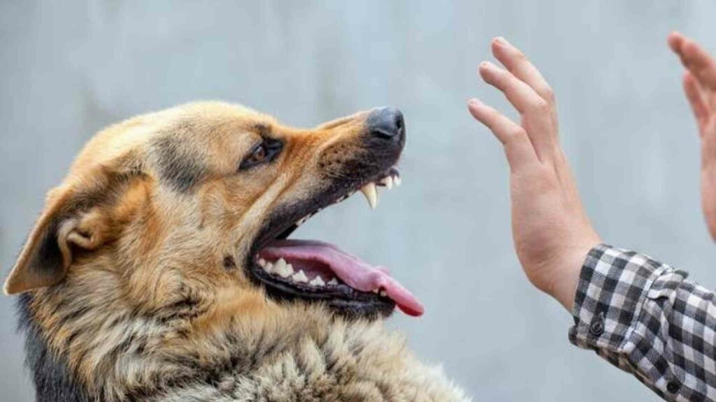 Mengenal Jenis dan Ciri Luka pada Anjing_Google