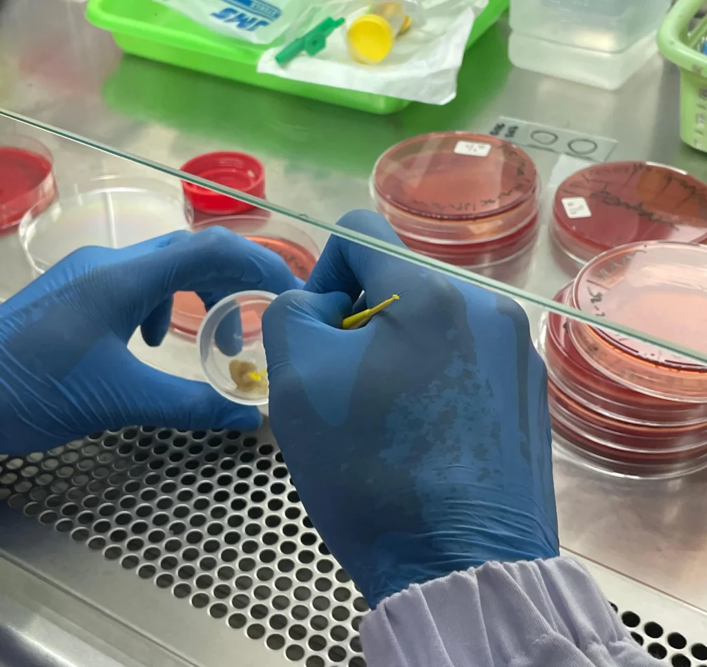 Mengenal Dunia Mikrobiologi Lebih Dekat: Pengalaman PKL Mahasiswa TLM di RSUD Jombang_Dokumen Istimewa