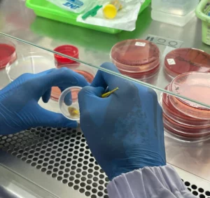 Mengenal Dunia Mikrobiologi Lebih Dekat: Pengalaman PKL Mahasiswa TLM di RSUD Jombang_Dokumen Istimewa