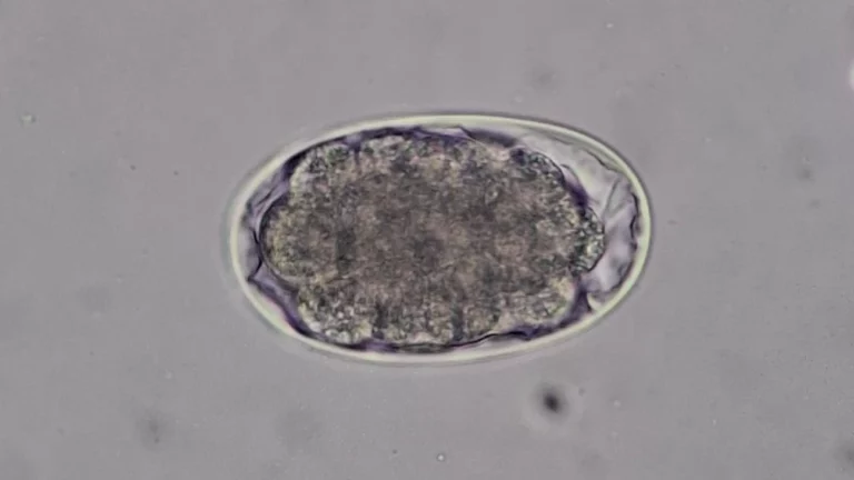 Identifikasi Telur Cacing Parasit pada Domba di Becirongengor: Ungkap Tingginya Risiko Infeksi_Dokumen istimewa
