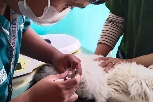 Praktik Pelayanan Grooming Klinik Hewan Okami_Dokumen Istimewa
