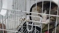 Kucing Muda Rentan FPV, Temukan Pola Gejala dan Penanganan_Dokumen Istimewa