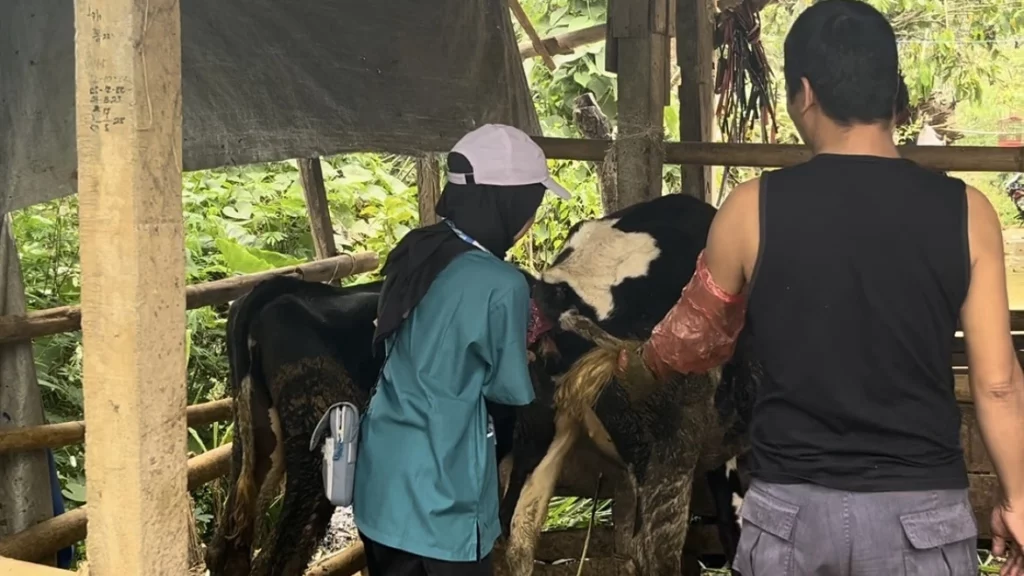 Tingkat Keberhasilan Inseminasi Buatan Pada Sapi_Dokumen Istimewa