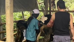 Tingkat Keberhasilan Inseminasi Buatan Pada Sapi_Dokumen Istimewa