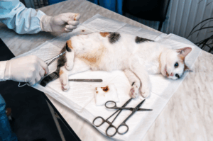 Penanganan Pra dan Pasca Operasi Amputasi Kaki Depan Pada Kucing Usia 2 Bulan_Canva