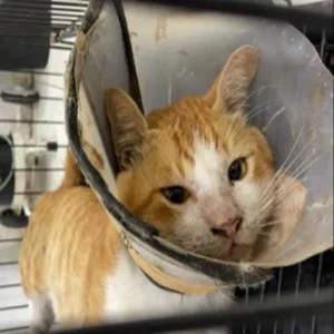 Penanganan Penyakit Feline Panleukopenia Virus di Klinik Hewan Tabby Pet Care_Dokumen Istimewa