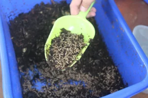 Dari Sampah Menjadi Sumber Daya: Transformasi Sampah Organik dengan Larva BSF_Dokumen Istimewa