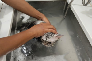 Menjaga Kesehatan Anabul dengan Treatment Grooming di Klinik Salvio Pet Health Center Surabaya_Dokumen Istimewa