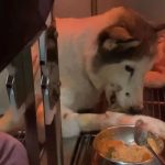 Manajemen Perawatan Luka Pasca Operasi Kasus Pyometra Pada Anjing Siberian Husky di Pet Choice Animal Clinic Surabaya_Dokumen Istimewa