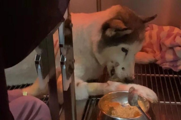 Manajemen Perawatan Luka Pasca Operasi Kasus Pyometra Pada Anjing Siberian Husky di Pet Choice Animal Clinic Surabaya_Dokumen Istimewa