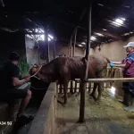 Penanganan Delayed Ovulation Pada Sapi Potong Pasca Penyakit Mulut dan Kuku di Desa Kalirejo Kecamatan Lawang Kabupaten Malang_Dokumen Istimewa