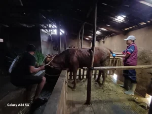 Penanganan Delayed Ovulation Pada Sapi Potong Pasca Penyakit Mulut dan Kuku di Desa Kalirejo Kecamatan Lawang Kabupaten Malang_Dokumen Istimewa